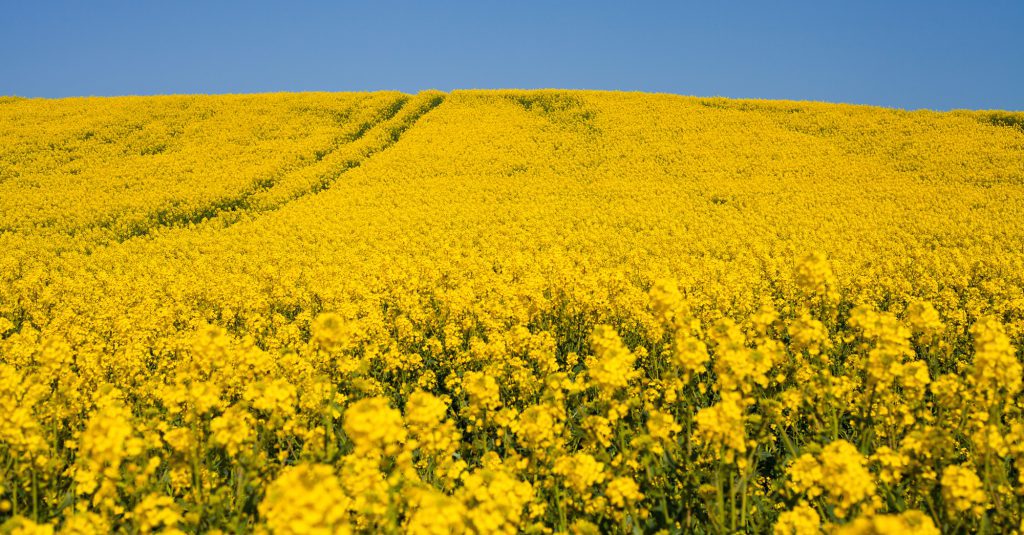 Korzyści płynące z używania oleju rzepakowego